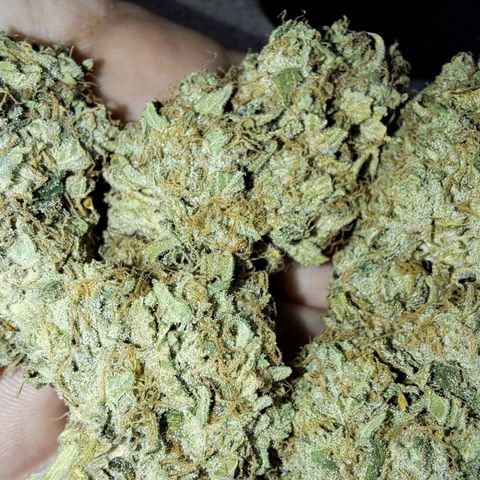 Pugs Breath (bwcc cut) growlog timeline photo