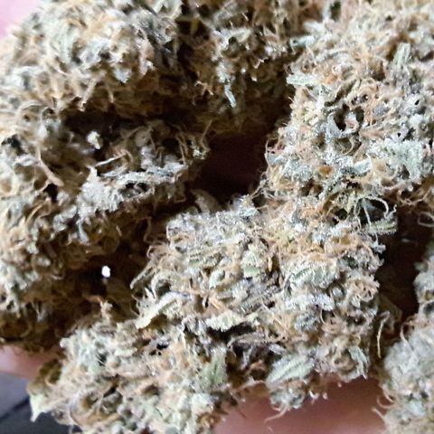Pugs Breath (bwcc cut) growlog timeline photo