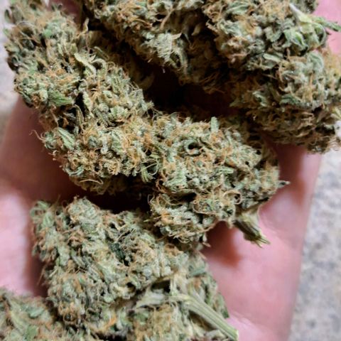 Pugs Breath (bwcc cut) growlog timeline photo