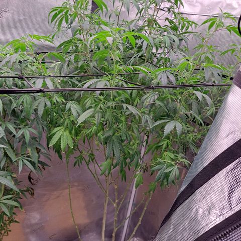 Stankasaurus  growlog timeline photo