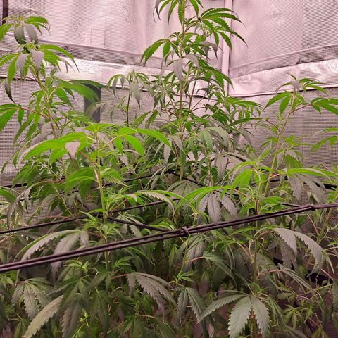 Stankasaurus  growlog timeline photo