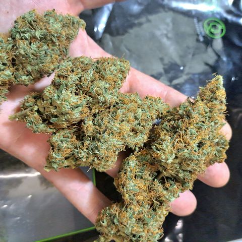 Medi-Pak (broad-leaf pheno) growlog timeline photo
