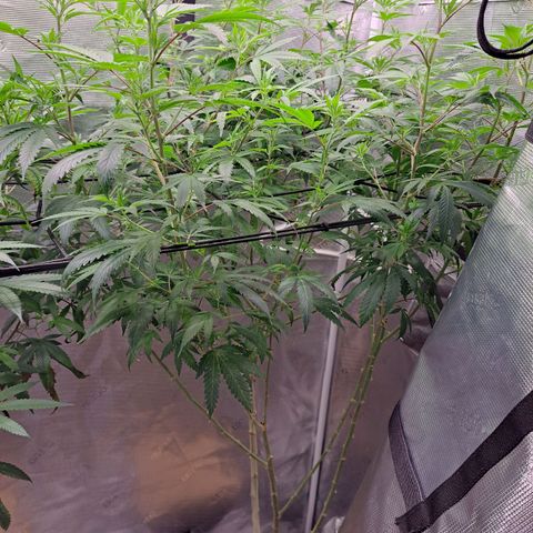 Stankasaurus  growlog timeline photo