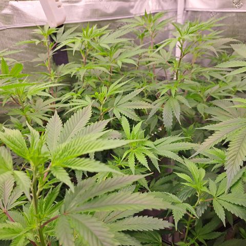 Stankasaurus  growlog photo: Stankasaurus on right side
