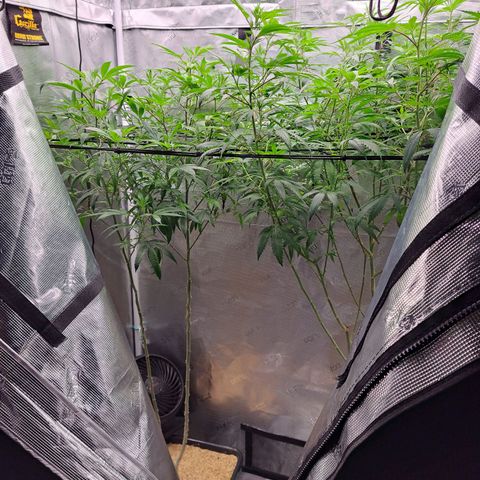 Stankasaurus  growlog photo: Stankasaurus on right side