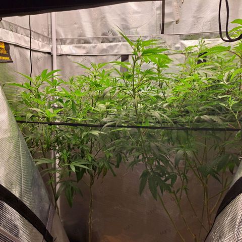 Stankasaurus  growlog photo: Stankasaurus on right side