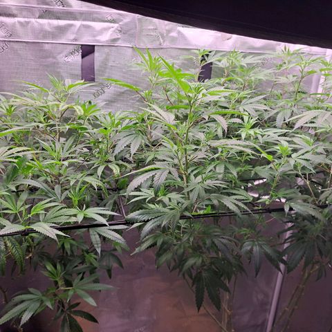 Stankasaurus  growlog photo: Stankasaurus on right side