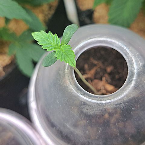 Malibu's Most Wanted growlog timeline photo