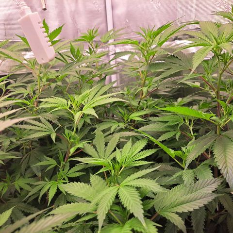 Stankasaurus  growlog timeline photo