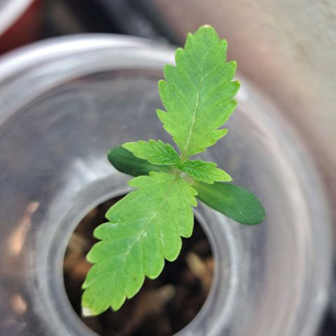 Malibu's Most Wanted growlog timeline photo