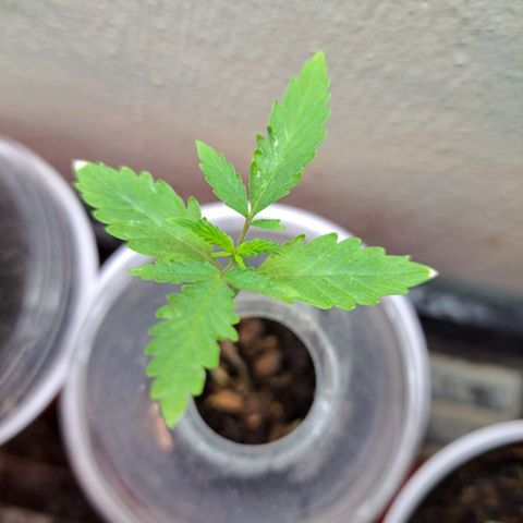 Malibu's Most Wanted growlog timeline photo