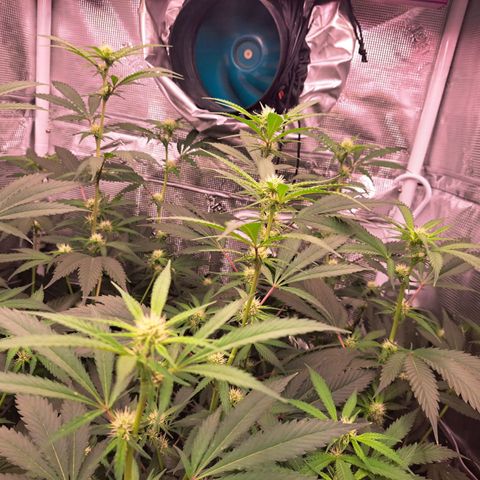 Stankasaurus  growlog timeline photo