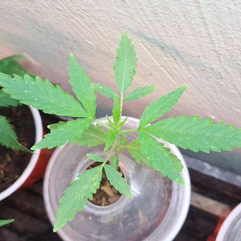 Malibu's Most Wanted growlog timeline photo