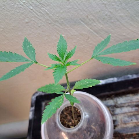 Malibu's Most Wanted growlog timeline photo