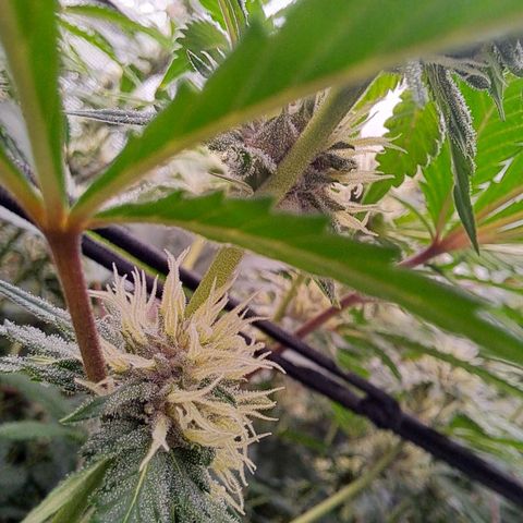 Stankasaurus  growlog timeline photo