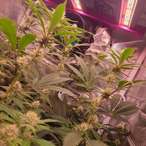 Stankasaurus  growlog timeline photo