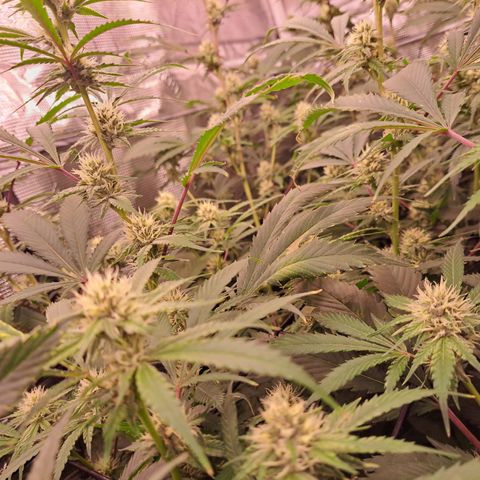 Stankasaurus  growlog timeline photo