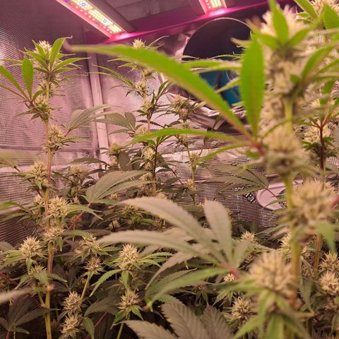 Stankasaurus  growlog timeline photo