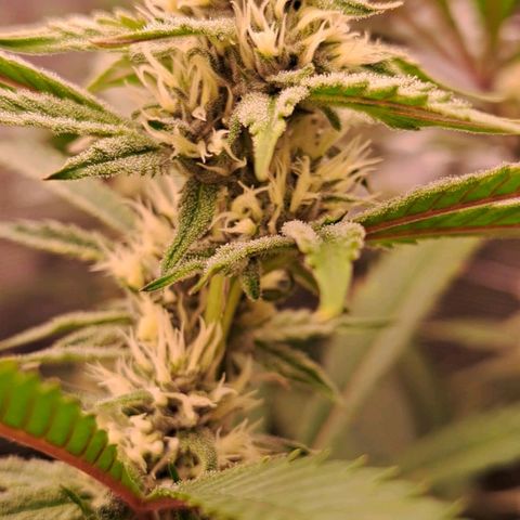 Stankasaurus  growlog timeline photo
