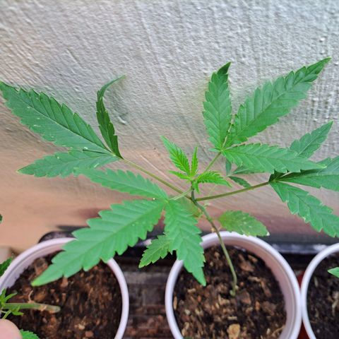 Malibu's Most Wanted growlog timeline photo