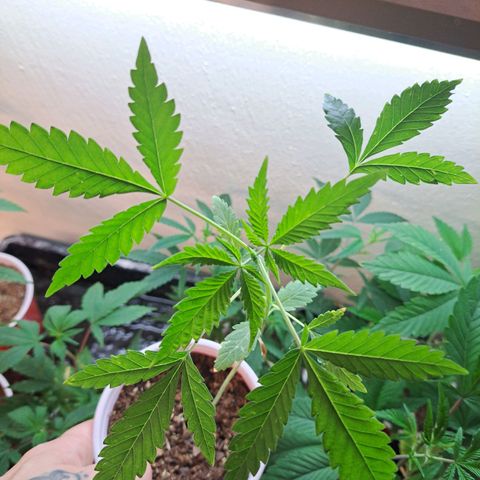 Malibu's Most Wanted growlog timeline photo