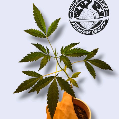 Malibu's Most Wanted growlog timeline photo