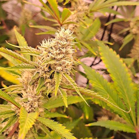 Stankasaurus  growlog timeline photo
