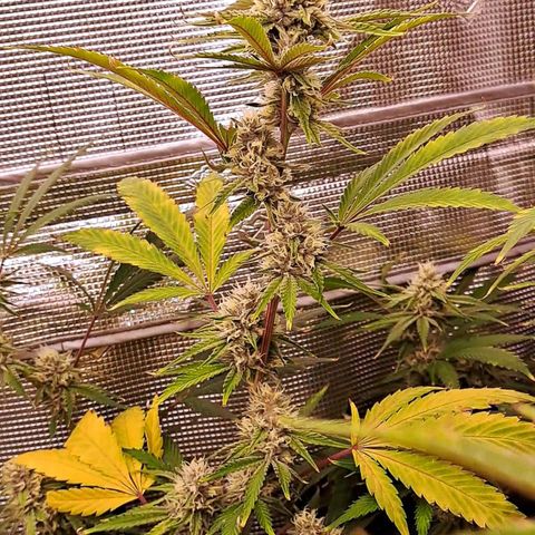 Stankasaurus  growlog timeline photo
