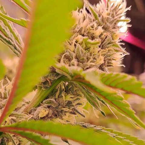 Stankasaurus  growlog timeline photo