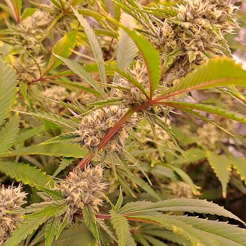Stankasaurus  growlog timeline photo