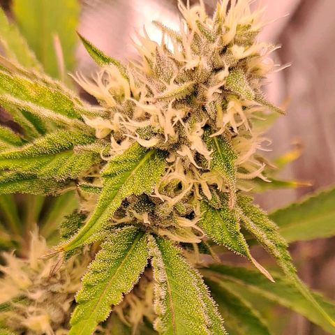 Stankasaurus  growlog timeline photo