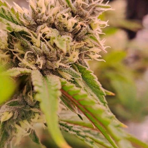 Stankasaurus  growlog timeline photo
