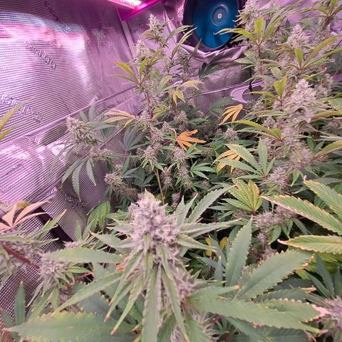Stankasaurus  growlog timeline photo