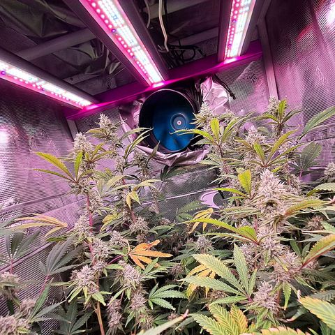 Stankasaurus  growlog timeline photo