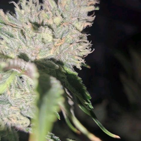 Stankasaurus  growlog timeline photo
