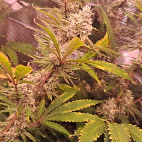 Stankasaurus  growlog timeline photo
