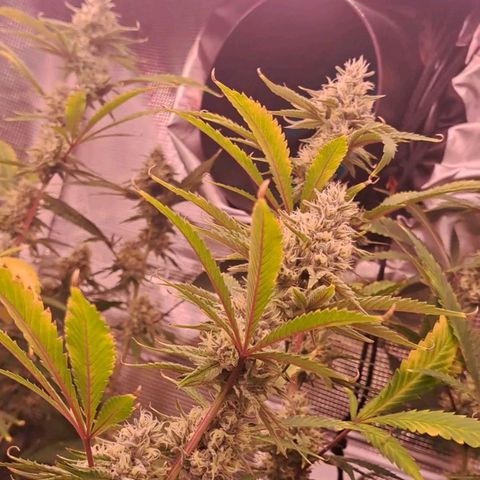 Stankasaurus  growlog timeline photo