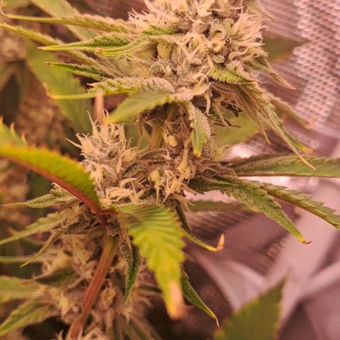 Stankasaurus  growlog timeline photo