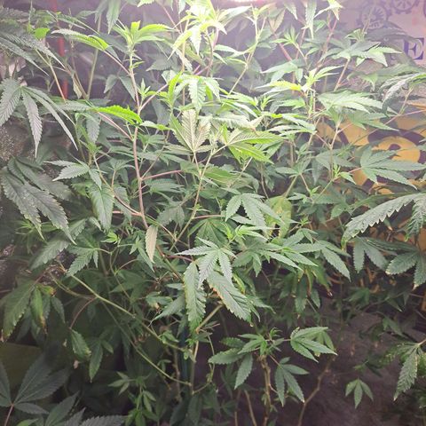 Gg#4 (josey cut) growlog timeline photo