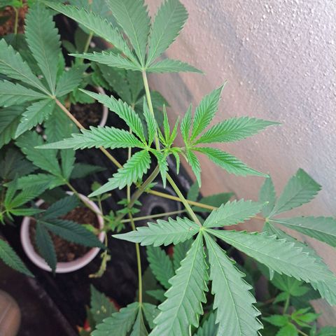 Malibu's Most Wanted growlog timeline photo