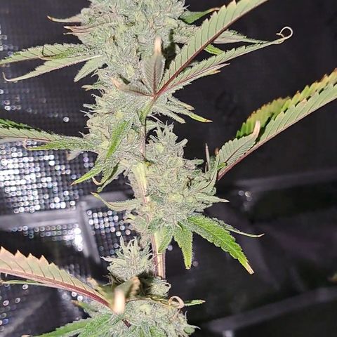 Stankasaurus  growlog timeline photo