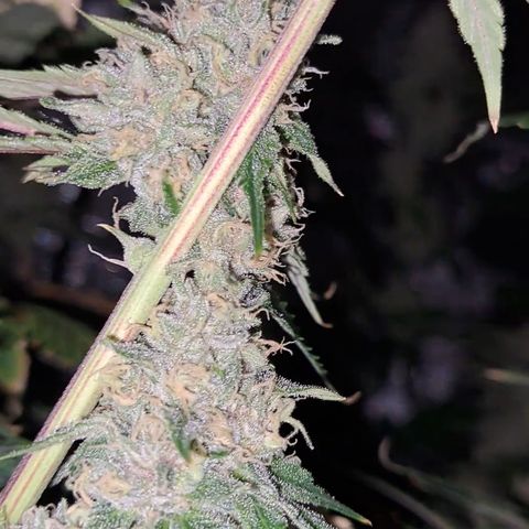Stankasaurus  growlog timeline photo