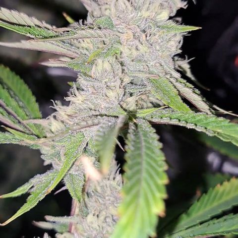 Stankasaurus  growlog timeline photo