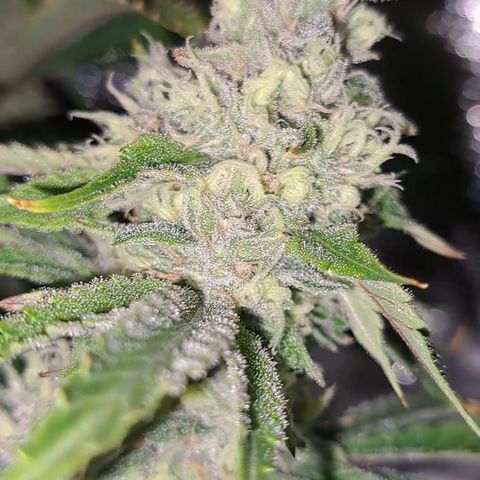 Stankasaurus  growlog timeline photo