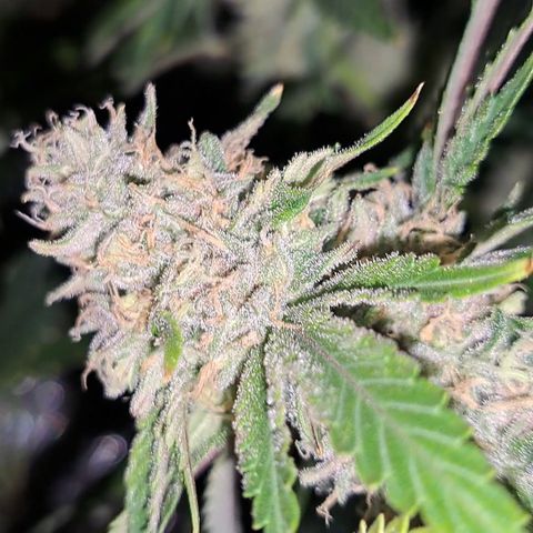 Stankasaurus  growlog timeline photo