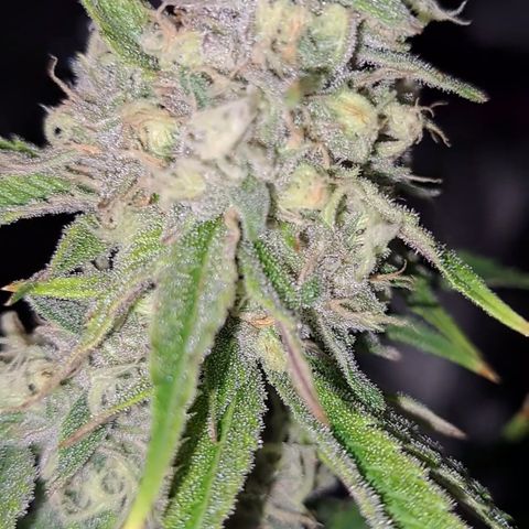 Stankasaurus  growlog timeline photo