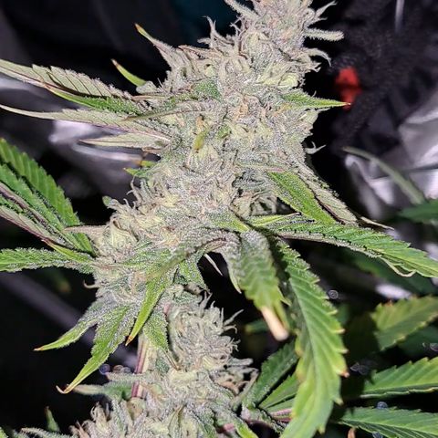 Stankasaurus  growlog timeline photo