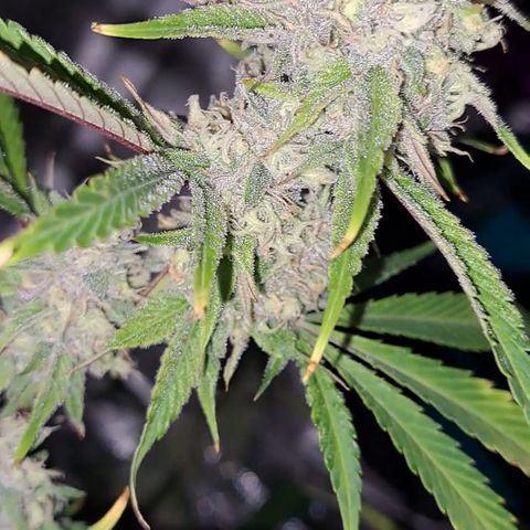 Stankasaurus  growlog timeline photo
