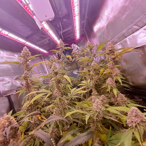 Stankasaurus  growlog timeline photo
