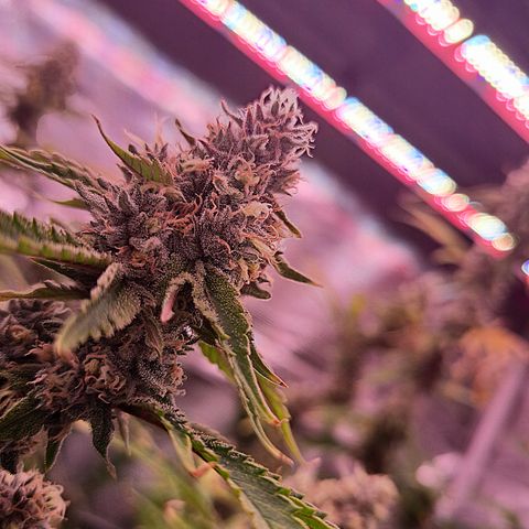 Stankasaurus  growlog timeline photo